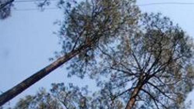 Main opposition Congress, however, alleged that the state-wide ecological drive is the saffronisation of the government machinery in the Bharatiya Janata Party (BJP)-ruled state. (HT file photo. Representative image) Main opposition Congress, however, alleged that the state-wide ecological drive is the saffronisation of the government machinery in the Bharatiya Janata Party (BJP)-ruled state. (HT file photo. Representative image)