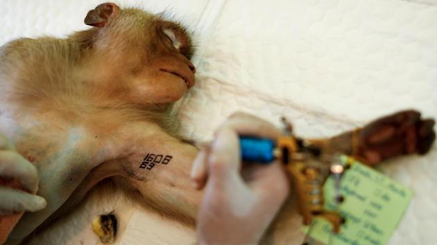 The macaques’ mob fights have drawn the attention of authorities, who restarted a sterilisation programme this month after a three-year pause. Wildlife department officers lure the animals into cages with fruit and take them to a clinic where they are anaesthetised, sterilised and left with a tattoo to mark their neutering. (Jorge Silva / Reuters) The macaques’ mob fights have drawn the attention of authorities, who restarted a sterilisation programme this month after a three-year pause. Wildlife department officers lure the animals into cages with fruit and take them to a clinic where they are anaesthetised, sterilised and left with a tattoo to mark their neutering. (Jorge Silva / Reuters)