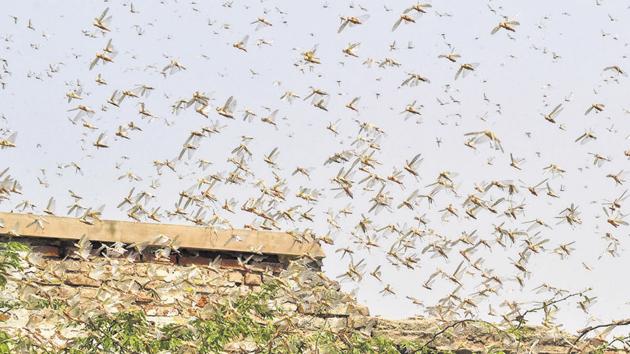 A swarm of locusts is seen in Rajasthan’s Bikaner last month.(PTI File Photo)