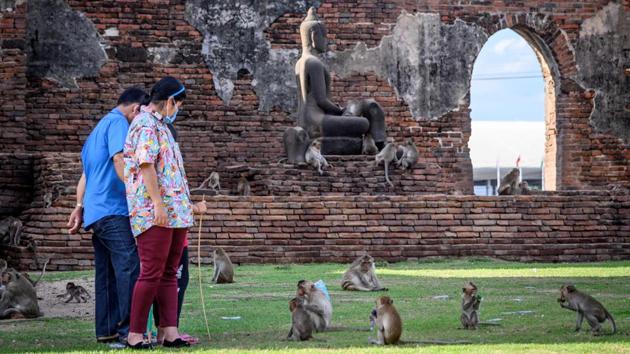 Tourists interact with longtail macaques in the Prang Sam Yod Buddhist temple on June 20. Their antics had largely been tolerated as a major lure for tourists who descended on the city before the coronavirus outbreak to feed and snap selfies with the plucky animals. (Mladen Antonov / AFP) Tourists interact with longtail macaques in the Prang Sam Yod Buddhist temple on June 20. Their antics had largely been tolerated as a major lure for tourists who descended on the city before the coronavirus outbreak to feed and snap selfies with the plucky animals. (Mladen Antonov / AFP)