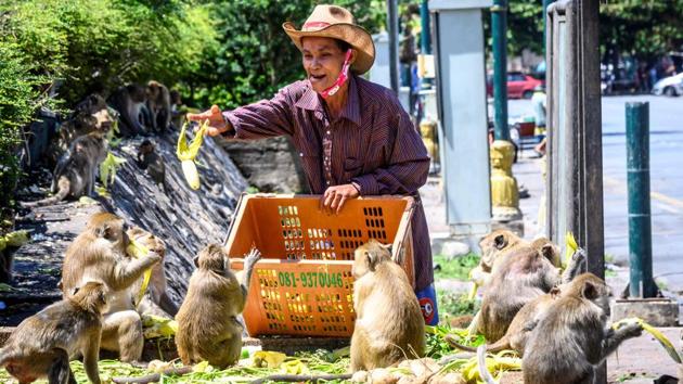Locals say the primates’ sugary diet of fizzy drinks, cereal and sweets has had unforeseen consequences. “The more they eat, the more energy they have... so they breed more,” Pramot Ketampai, who manages the Prang Sam Yod temple’s surrounding shrines told AFP. The macaque population has doubled in three years to 6,000 strong. (Mladen Antonov / AFP) Locals say the primates’ sugary diet of fizzy drinks, cereal and sweets has had unforeseen consequences. “The more they eat, the more energy they have... so they breed more,” Pramot Ketampai, who manages the Prang Sam Yod temple’s surrounding shrines told AFP. The macaque population has doubled in three years to 6,000 strong. (Mladen Antonov / AFP)