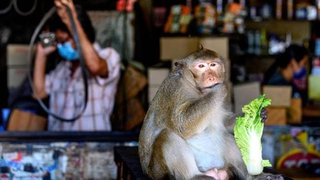 A longtail macaque eats in a shop in Lopburi on June 20. Taweesak Srisaguan, a local shop owner who uses stuffed animals as a deterrent to the unwanted visitors, told AFP that despite his daily joust with the monkeys, he will miss them if they are moved. “I’m used to seeing them walking around, playing on the street,” he said. “I’d definitely be lonely.” (Mladen Antonov / AFP) A longtail macaque eats in a shop in Lopburi on June 20. Taweesak Srisaguan, a local shop owner who uses stuffed animals as a deterrent to the unwanted visitors, told AFP that despite his daily joust with the monkeys, he will miss them if they are moved. “I’m used to seeing them walking around, playing on the street,” he said. “I’d definitely be lonely.” (Mladen Antonov / AFP)