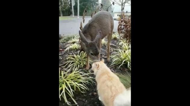 The image shows a tangerine furred fluffy feline hanging out with a deer. (Reddit/@3-kano-3) The image shows a tangerine furred fluffy feline hanging out with a deer. (Reddit/@3-kano-3)
