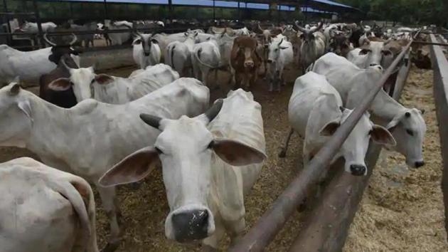 A committee of IAS officers has also been constituted under the chairmanship of the chief secretary to determine the process of procurement of cow dung. (HT photo)