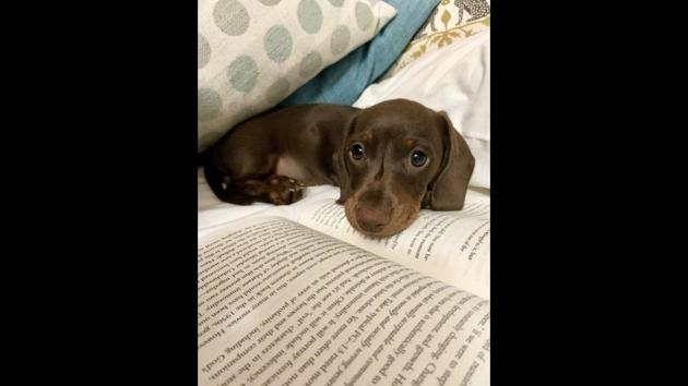 The photograph shows the brown-furred doggo lying in bed. (Twitter/@dog_rates) The photograph shows the brown-furred doggo lying in bed. (Twitter/@dog_rates)