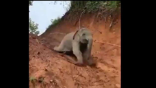 The clip of the baby elephant may just give you the happy feeling that you used to have on the slide. (Twitter/@susantananda3) The clip of the baby elephant may just give you the happy feeling that you used to have on the slide. (Twitter/@susantananda3)