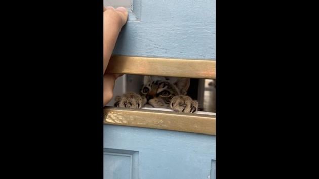 The image shows Percy, the feline, through a letter slot on the front door. (Reddit/@megred92) The image shows Percy, the feline, through a letter slot on the front door. (Reddit/@megred92)