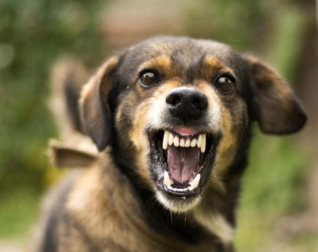 how do you deal with an aggressive stray dog