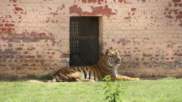 So far nine tiger deaths have been reported in Maharashtra since January, of which six are from the Tadoba landscape.(Manoj Dhaka/HT file photo. Representative image)