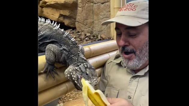 Shared on the Jay Prehistoric Pets Instagram handle, the video shows its founder Jay Brewer interacting with Ivan and offering him a banana.