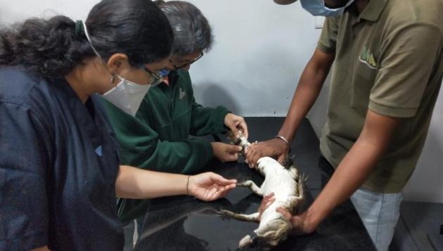 The three-foot female sub-adult crocodile has been kept under observation at Thane Society for Prevention of Cruelty to Animals . The three-foot female sub-adult crocodile has been kept under observation at Thane Society for Prevention of Cruelty to Animals .