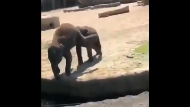 The baby elephant pushing his friend in the water. (Twitter/@susantananda3) The baby elephant pushing his friend in the water. (Twitter/@susantananda3)