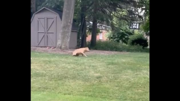 The image shows a doggo with a brown coat is seen running around. (Reddit/@the-lost) The image shows a doggo with a brown coat is seen running around. (Reddit/@the-lost)