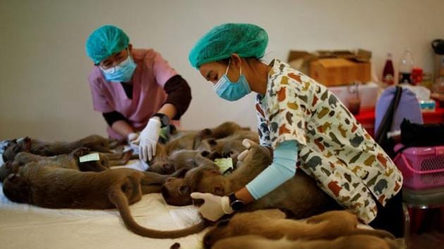 Monkeys are sedated as they recover after a sterilization procedure carried out by the Department of National Parks due to the increase of the macaques population in the urban area and the tourist spots of the city of Lopburi, in Thailand June 22. (REUTERS) Monkeys are sedated as they recover after a sterilization procedure carried out by the Department of National Parks due to the increase of the macaques population in the urban area and the tourist spots of the city of Lopburi, in Thailand June 22. (REUTERS)