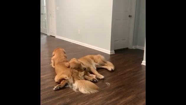 Meet Milo and Oakley who will make your heart melt into a puddle. (Twitter/@dog_rates) Meet Milo and Oakley who will make your heart melt into a puddle. (Twitter/@dog_rates)