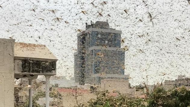 The Gurugram district administration had on Friday issued a warning about a likely invasion by swarms of locusts(HT Photo/Parveen Kumar)