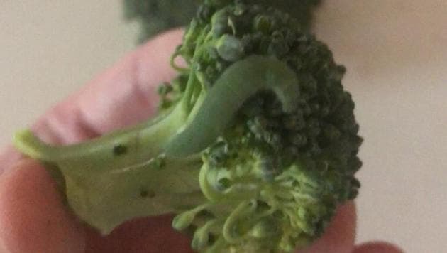 Man Found Caterpillars In His Broccoli Then Decided To Adopt Them Twitter Thread Is A Delight Hindustan Times