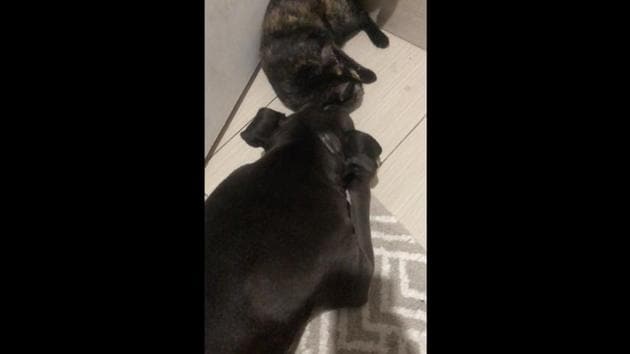 The image shows a black-and-brown furred kitty hanging out with a dog with a black coat. (Reddit/@brooklynadm) The image shows a black-and-brown furred kitty hanging out with a dog with a black coat. (Reddit/@brooklynadm)