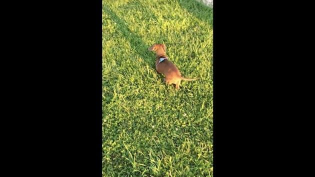 The image shows a doggo with a brown coat playing outside in a field. (Reddit/@Mabermoo) The image shows a doggo with a brown coat playing outside in a field. (Reddit/@Mabermoo)
