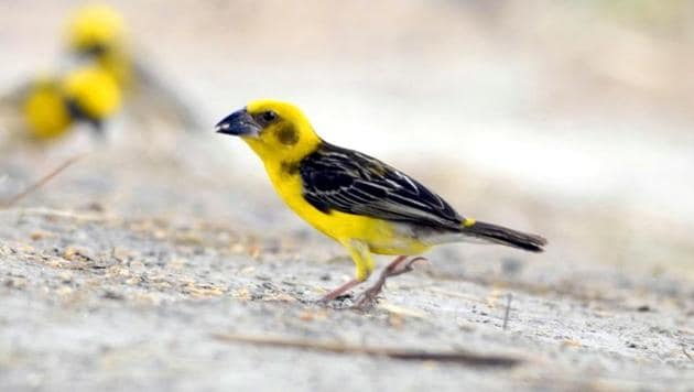 Finn’s Weaver Bird is found only in the Indian subcontinent; Uttarakhand, Kaziranga in Assam and Shuklaphanta region in Nepal.(ASAD RAHMANI/HT PHOTO.)