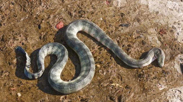 66 Rise In Sea Snakes Caught In Nets Along South Konkan In 3 Years Mangrove Cell Hindustan Times