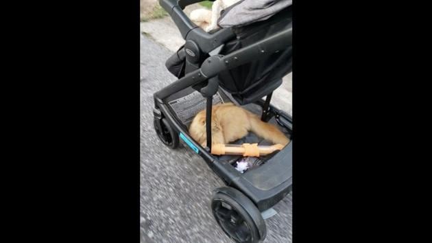 best baby stroller reddit