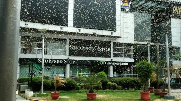 A swarm of locusts at DLF Phase 2 at MG Road in Gurugram on Saturday morning.(HT PHOTO)