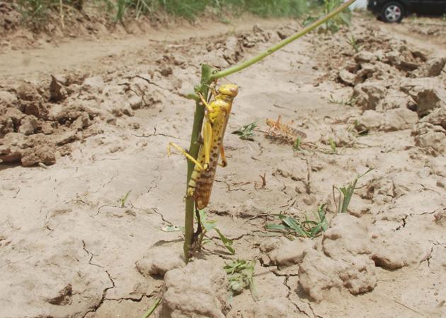 Locusts attacked standing crop at Khudan, Jahadpur, Patasani, Nangla and Machharoli villages in Jhajjar district on Saturday.(MANOJ DHAKA/HT) Locusts attacked standing crop at Khudan, Jahadpur, Patasani, Nangla and Machharoli villages in Jhajjar district on Saturday.(MANOJ DHAKA/HT)