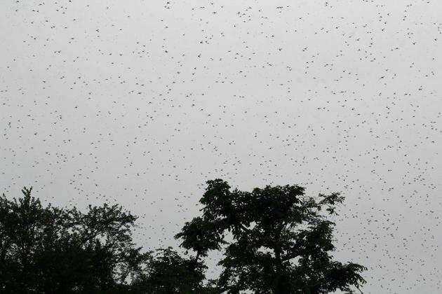 A swarm of locusts is seen at Ghurpur village on the outskirts of Allahabad on June 26, 2020. (Photo by SANJAY KANOJIA / AFP)(AFP) A swarm of locusts is seen at Ghurpur village on the outskirts of Allahabad on June 26, 2020. (Photo by SANJAY KANOJIA / AFP)(AFP)