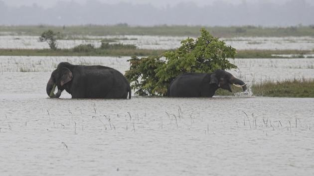 Elephants wade through flood water in Morigaon district on June 26. 80 % of the Pobitora Wildlife Sanctuary has been inundated, forcing wild animals, including one-horned Indian rhinos, to move to nearby highlands, according to PTI. (Anupam Nath / AP)
