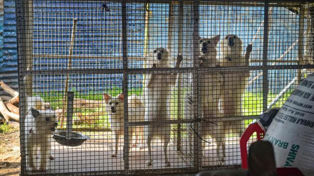 Circus dogs seen inside a cage at the Rambo Circus in Airoli. Four months on, Nair said he can’t thank the locals enough. When he came and set up camp in Airoli with his 90-member troupe, including artistes and circus technicians, 14 canines and one pony, they didn’t know anyone. (Mitesh Bhuvad / PTI)