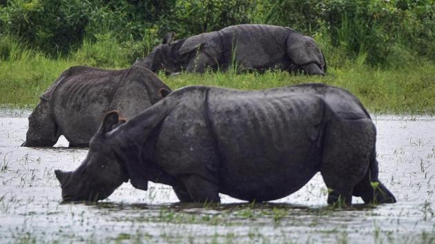 One-horned rhinos wade through a flooded Kaziranga National Park following incessant rain, in Nagaon district on June 26. The sanctuary has more than 100 rhinos, 1,500 wild buffaloes and thousands of hogs. (PTI)