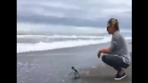 The injured penguin was treated and released to the sea.(Twitter/@susantananda3) The injured penguin was treated and released to the sea.(Twitter/@susantananda3)