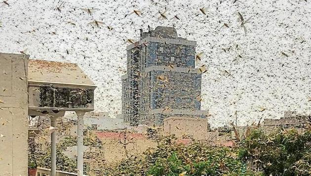 Locusts swarm MG Road, near MGF Metropolitan Mall, in Gurugram on Saturday.(HT photo)