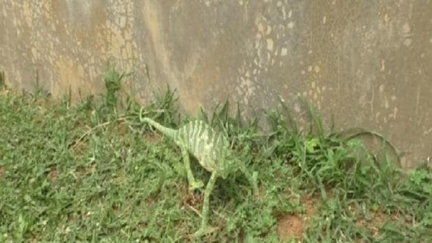 The image shows the rare species of chameleon.(ANI) The image shows the rare species of chameleon.(ANI)