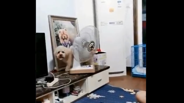 The image shows the dog standing on top of a table.(Screengrab)