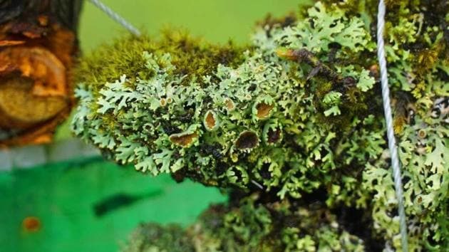 Various lichen species at Lichen Park in Uttarakhand’s Munsiyari.(HT Photo)