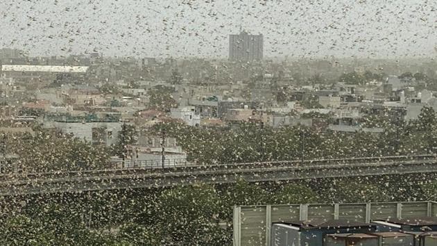 More control teams from Rajasthan have been moved to Haryana and Uttar Pradesh to help control operations being carried out to ward away locusts in these two states, the release said.(Yogendra Kumar/HT Photo)