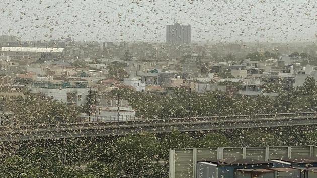 A swarm of locusts seen flying over the DLF area, in Gurugram on Saturday. (Yogendra Kumar/HT PHOTO) A swarm of locusts seen flying over the DLF area, in Gurugram on Saturday. (Yogendra Kumar/HT PHOTO)
