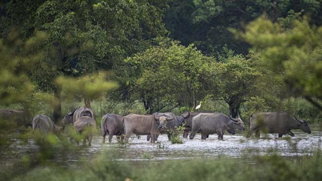 Asiatic water buffalos cross flood waters in Morigaon district of Assam on June 26. Due to incessant rainfall, the Brahmaputra river and its tributaries continue to rise flooding several districts in the state. Heavy rains in Meghalaya and Assam have resulted in huge inflows into Bangladesh which is downstream. (Anupam Nath / AP)
