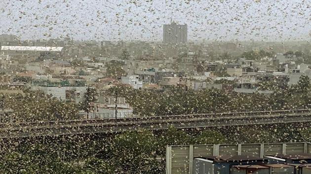 A swarm of locusts flies over DLF area, in Gurugram on Saturday(PTI Photo)