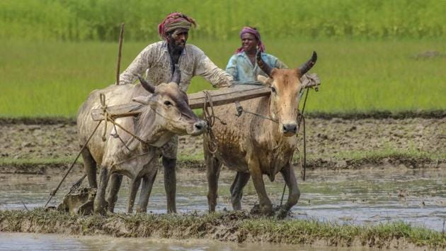 Farmers prepare a field for the plantation of paddy crop, during the monsoon season in Nadia district of West Bengal on June 28. The monsoon this year has covered the entire country, 12 days earlier than expected, with officials saying this would augur well for farmers. The monsoon usually covers the whole country by July 8 but did so on June 26 this time around. (PTI)