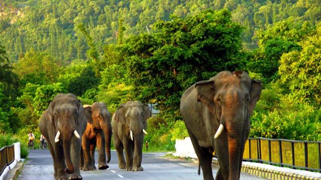 With a 29.9% increase since 2015, Uttarakhand government on Monday said that the state now has 2,026 elephants.(File photo)