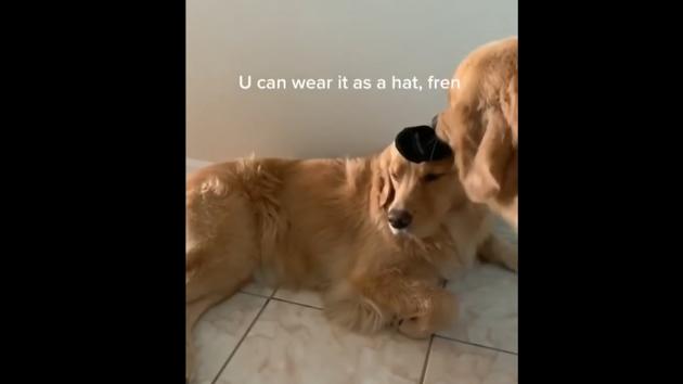 Finn placing the sock on his sister Xena’s head. (Instagram /@goldengirl_xena) Finn placing the sock on his sister Xena’s head. (Instagram /@goldengirl_xena)