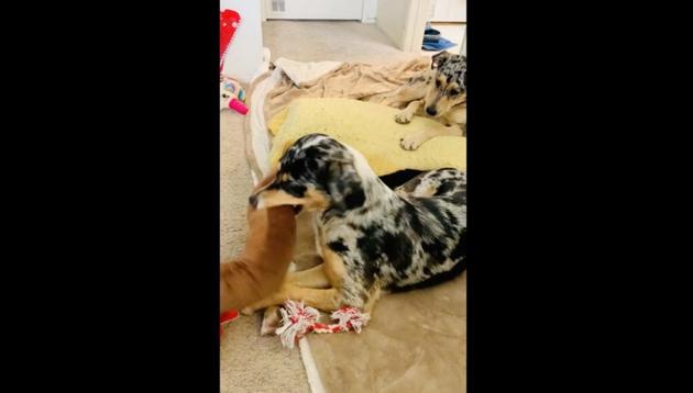The image shows two doggos lounging on a blanket on the floor. (Reddit/@chalillianaire) The image shows two doggos lounging on a blanket on the floor. (Reddit/@chalillianaire)
