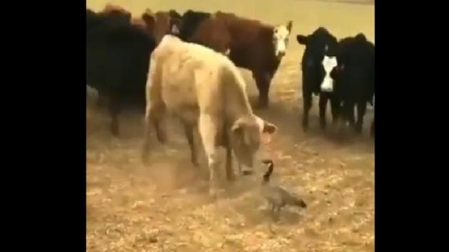 The brave goose stands its ground against the bullying and refuses to budge. (Twitter/@Dipanshu Kabra) The brave goose stands its ground against the bullying and refuses to budge. (Twitter/@Dipanshu Kabra)
