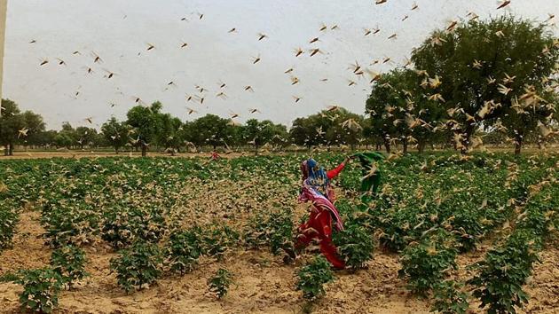 A swarm of locusts flying over a field at Dongra Ahir village, in Mahendragarh district, Haryana. (Photo by Manoj Dhaka/Hindustan Times) A swarm of locusts flying over a field at Dongra Ahir village, in Mahendragarh district, Haryana. (Photo by Manoj Dhaka/Hindustan Times)