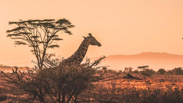 Kenya has lost 80 billion shillings ($752 million) so far in tourism revenue, about half of last year’s total, due to the coronavirus crisis.(Unsplash) Kenya has lost 80 billion shillings ($752 million) so far in tourism revenue, about half of last year’s total, due to the coronavirus crisis.(Unsplash)