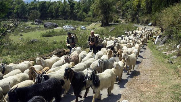 The officer said the samples collected from the animals have been sent to the Institute of Animal Health and Veterinary Biologicals and veterinary laboratory in Bhopal. (ANI) The officer said the samples collected from the animals have been sent to the Institute of Animal Health and Veterinary Biologicals and veterinary laboratory in Bhopal. (ANI)