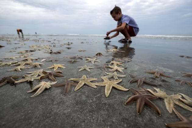 Massive starfish washes up on Texas shore. How big is it